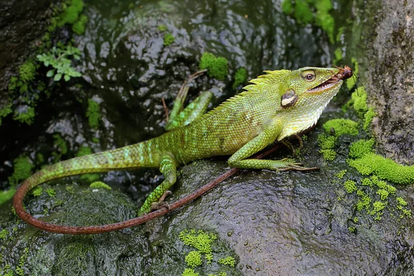 Grön Spridd Ödla Jagar Syrsa Denna Reptil Har Det Vetenskapliga — Stockfoto