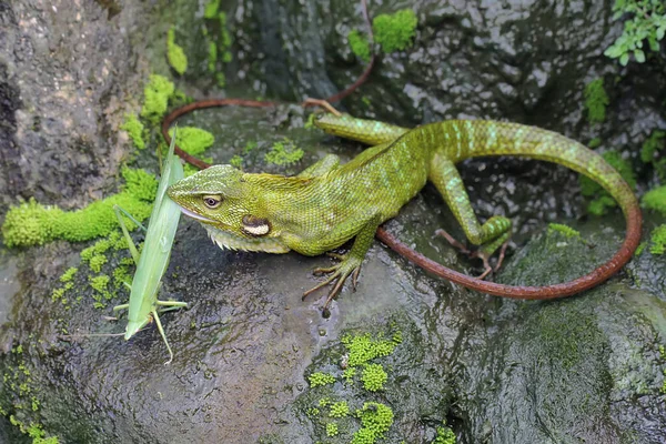 Lagarto Crista Verde Está Tomando Sol Antes Começar Suas Atividades — Fotografia de Stock