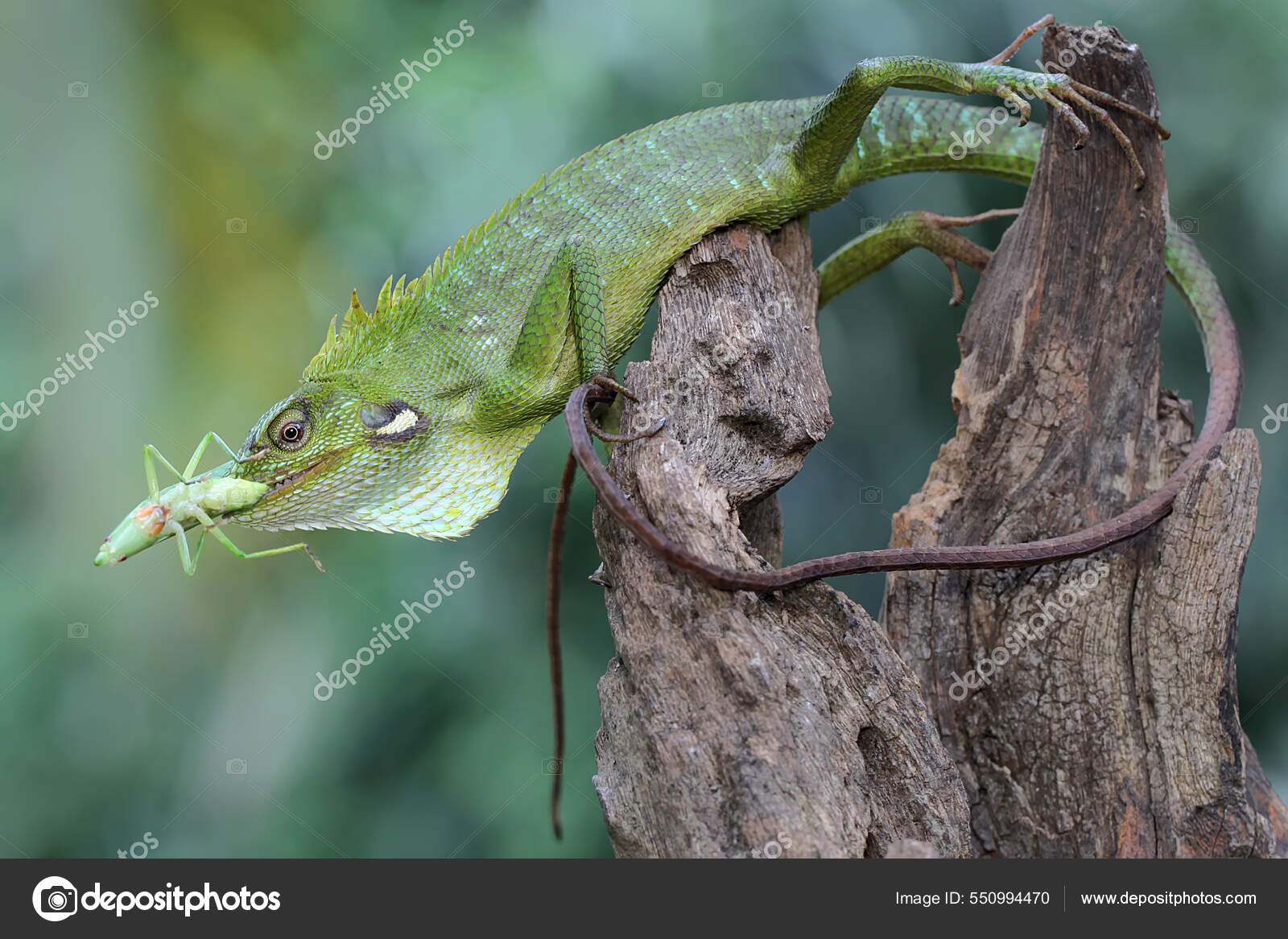 Lagarto Cresta Verde Estaba Comiendo Saltamontes Verde Este Reptil Tiene —  Foto de stock #550994470 © iwayansumatika, image size:1600x1167