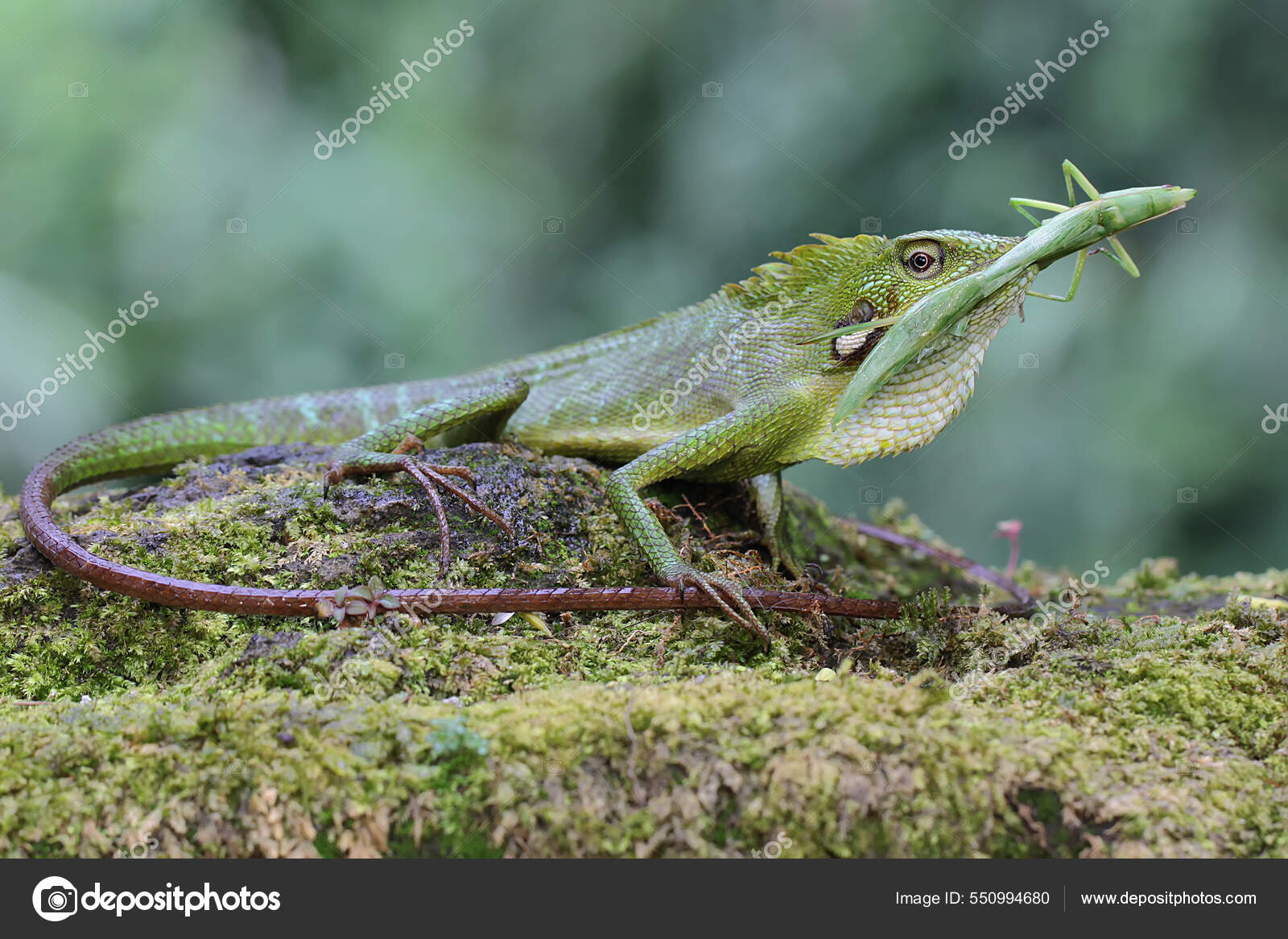 Lagarto Cresta Verde Estaba Comiendo Saltamontes Verde Este Reptil Tiene —  Foto de stock #550994680 © iwayansumatika, image size:1600x1167