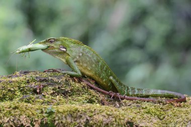 Yeşil bir ibikli kertenkele yeşil bir çekirgeyi yiyordu. Bu sürüngenin bilimsel adı Bronchocela jubata.. 