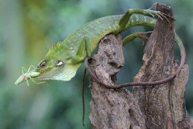 Yeşil bir ibikli kertenkele yeşil bir çekirgeyi yiyordu. Bu sürüngenin bilimsel adı Bronchocela jubata.. 