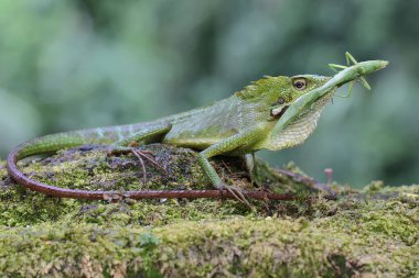 Yeşil bir ibikli kertenkele yeşil bir çekirgeyi yiyordu. Bu sürüngenin bilimsel adı Bronchocela jubata.. 