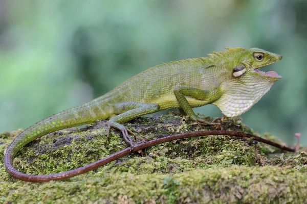 Lagarto Cresta Verde Bronchocela Jubata Está Tomando Sol Antes Comenzar —  Fotos de Stock