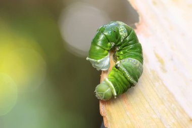 Yeşil bir tırtıl çalıların üzerinde sürünüyor. Bu böcek meyve, çiçek ve taze yaprakları seviyor.. 