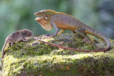 Genç bir tokay gecko yosun kaplı bir kayanın üzerinde bir fareyle dövüşüyor. Bu sürüngenin bilimsel adı Gekko gecko. 