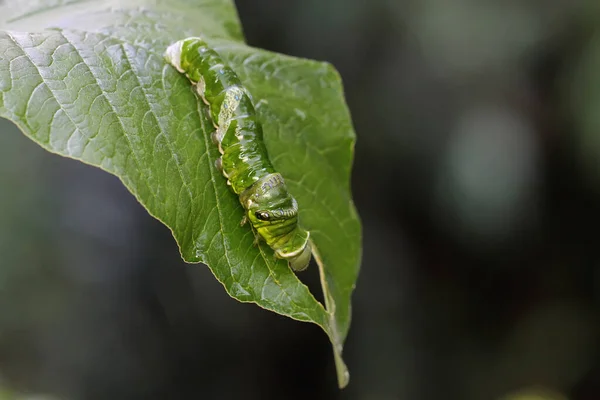 一只绿色的毛毛虫在灌木丛中爬行 这种昆虫喜欢水果 花和嫩叶 — 图库照片