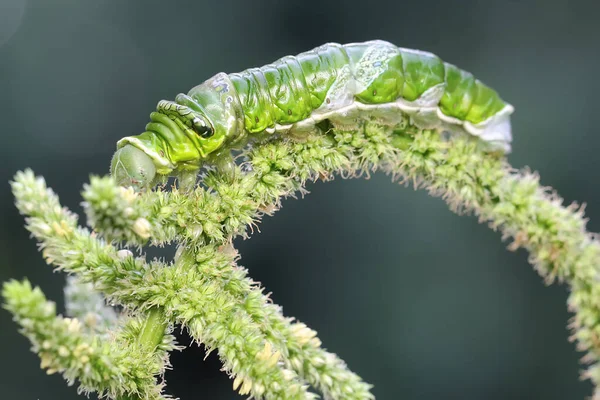 Uma Lagarta Verde Está Rastejar Num Arbusto Este Inseto Gosta — Fotografia de Stock