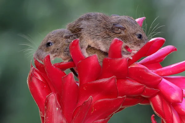 Två Unga Råttor Letar Efter Mat Vildblomma Detta Gnagare Däggdjur — Stockfoto