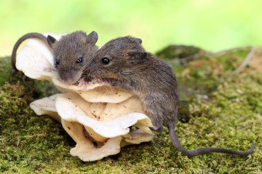 İki genç sıçan, mantarlarla kaplı yosunlu zeminde yiyecek arıyor. Bu kemirgen memelisinin bilimsel adı Mus musculus.. 
