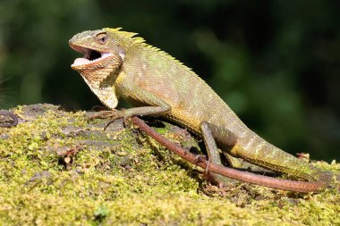 Yeşil bir ibikli kertenkele (Bronchocela jubata) günlük aktivitelerine başlamadan önce güneşleniyor.