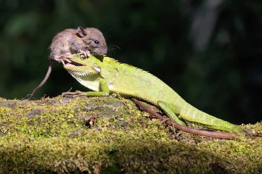 Genç bir tokay gecko yosun kaplı bir kayanın üzerinde bir fareyle dövüşüyor. Bu sürüngenin bilimsel adı Gekko gecko. 