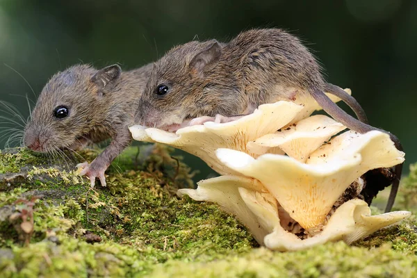 Genç Sıçan Mantarlarla Kaplı Yosunlu Zeminde Yiyecek Arıyor Kemirgen Memelisinin — Stok fotoğraf
