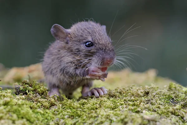 Genç Bir Sıçan Mantarlarla Kaplı Yosunlu Zeminde Yiyecek Arıyor Kemirgen — Stok fotoğraf