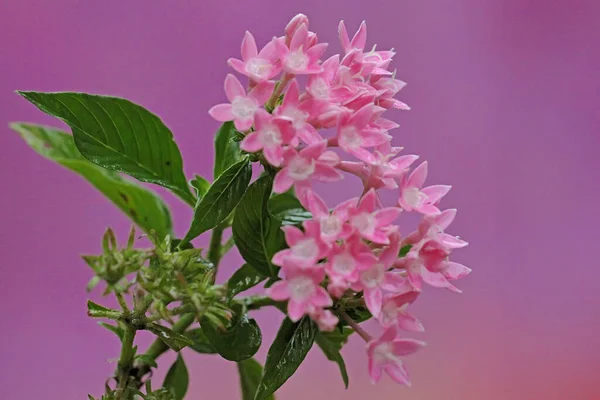 Beauty Star Cluster Flowers Full Bloom Flower Has Scientific Name — Stock Photo, Image