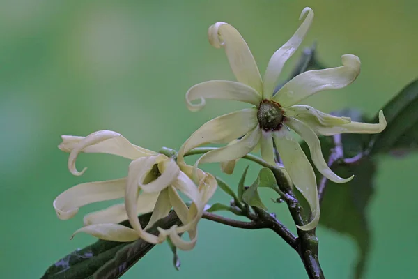 Fiore Cananga Odorata Piena Fioritura Questo Fiore Odore Fragrante Quindi — Foto Stock