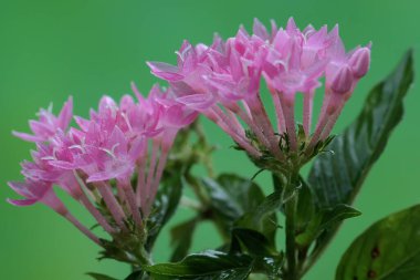 Yıldız kümesi çiçeklerinin güzelliği tam çiçeklenmiştir. Bu çiçeğin bilimsel adı Pentas Lanceolata. 