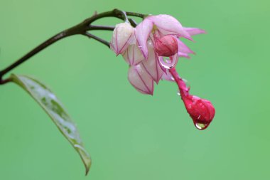 Kutup çiçeklerinin güzelliği ya da çiçek açan kanayan kalpler. Bu bitkinin bilimsel adı Clerodendrum thomsoniae.. 