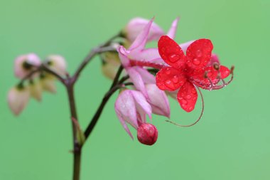 Kutup çiçeklerinin güzelliği ya da çiçek açan kanayan kalpler. Bu bitkinin bilimsel adı Clerodendrum thomsoniae.. 