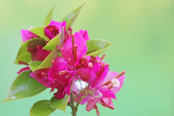 Piękno Bougainvillea Kwiaty Pełnym Rozkwicie Ten Kwiat Naukowe Imię Bougainvillea — Zdjęcie stockowe