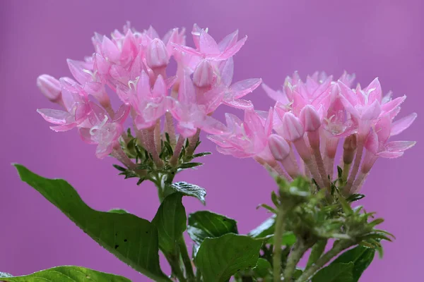 Beauty Star Cluster Flowers Full Bloom Flower Has Scientific Name — Stock Photo, Image