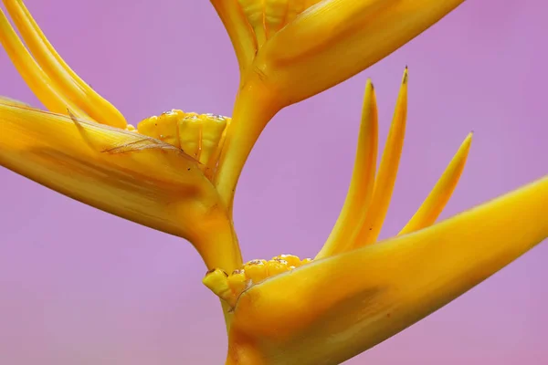 장식용 바나나 아름다움 — 스톡 사진