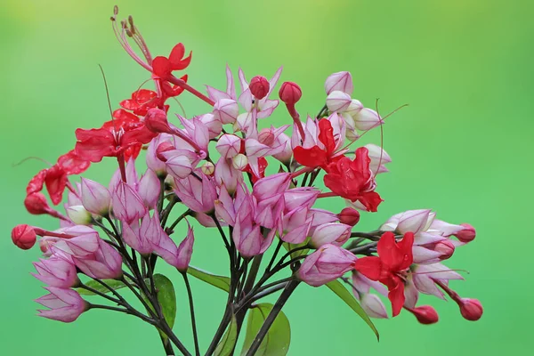 Beauty Bagflower Bleeding Heart Flower Bloom Plant Has Scientific Name — Stock Photo, Image