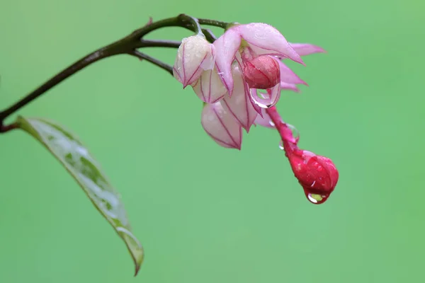 Piękno Bagflower Lub Krwawiącego Kwiatu Serca Rozkwicie Roślina Naukową Nazwę — Zdjęcie stockowe