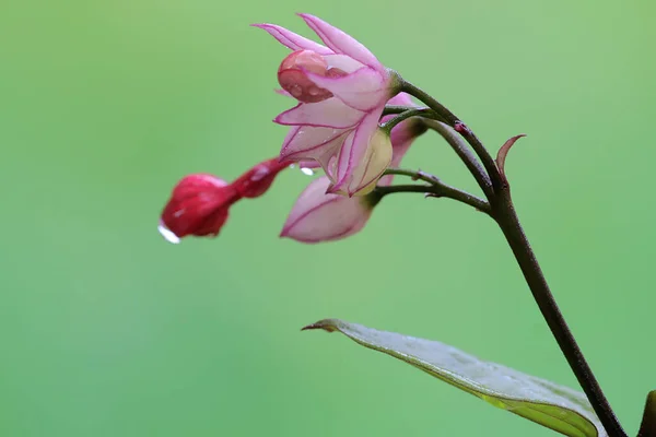 Bellezza Del Fiore Bagflower Fiore Cuore Sanguinante Fiore Questa Pianta — Foto Stock