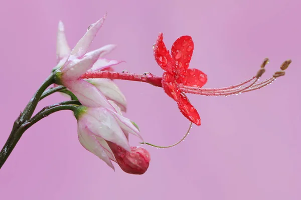 Beauty Bagflower Bleeding Heart Flower Bloom Plant Has Scientific Name — Stock Photo, Image