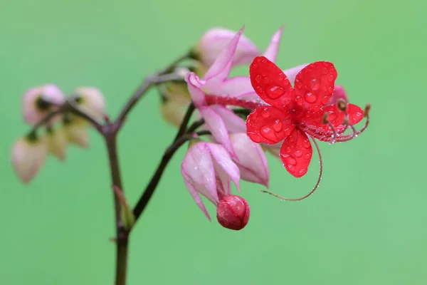 Bellezza Del Fiore Bagflower Fiore Cuore Sanguinante Fiore Questa Pianta — Foto Stock