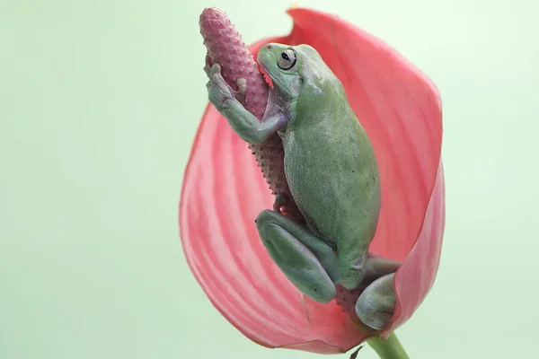 ピンクのアンスリウムの花にはでこぼこの木のカエルが休んでいます 学名はLitoria Caeruleaです — ストック写真