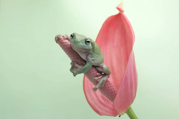 Śliska Żaba Drzewna Spoczywa Różowym Kwiatku Anthurium Ten Zielony Płazów — Zdjęcie stockowe