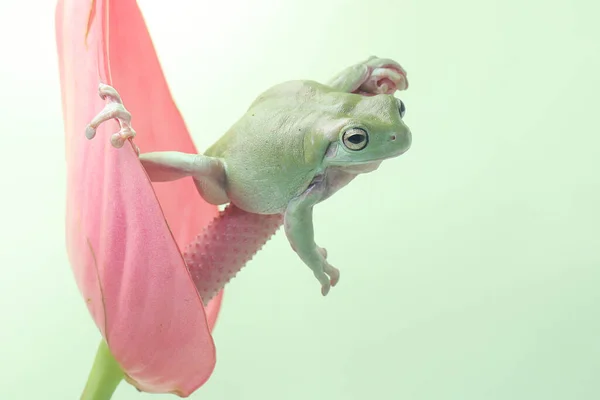 Una Rana Árbol Está Descansando Sobre Una Flor Anthurium Rosa —  Fotos de Stock