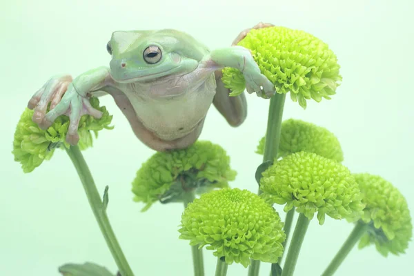 Divokých Květinách Odpočívá Zavalitá Stromová Žába Tento Zelený Obojživelník Vědecké — Stock fotografie