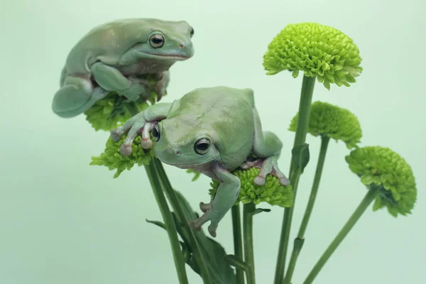 Δύο Μουτζουρωμένα Βατράχια Litoria Caerulea Ακουμπισμένα Ένα Αγριολούλουδο — Φωτογραφία Αρχείου