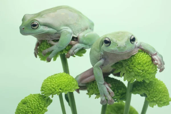 Dvě Zavalité Žáby Litoria Caerulea Odpočívající Divokém Květu — Stock fotografie