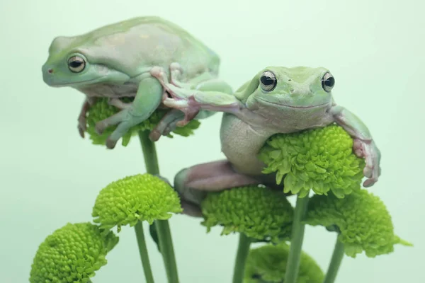 在野花上休息的两只毛茸茸的青蛙 — 图库照片