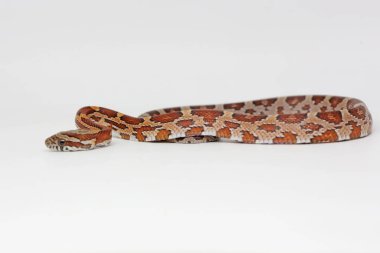 Bir mısır yılanı (Pantherophis guttatus) saldırıya hazırdır..