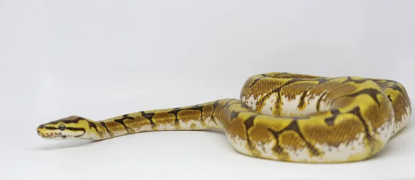 Bir Piton Pitonu Python Regülasyonu Vücudunu Sarar Çevresini Gözetir — Stok fotoğraf