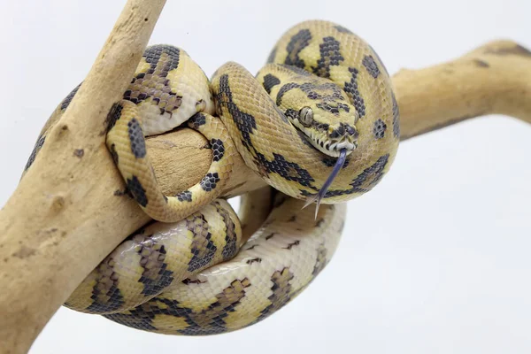 Een Tapijt Python Gewikkeld Rond Verweerd Hout — Stockfoto