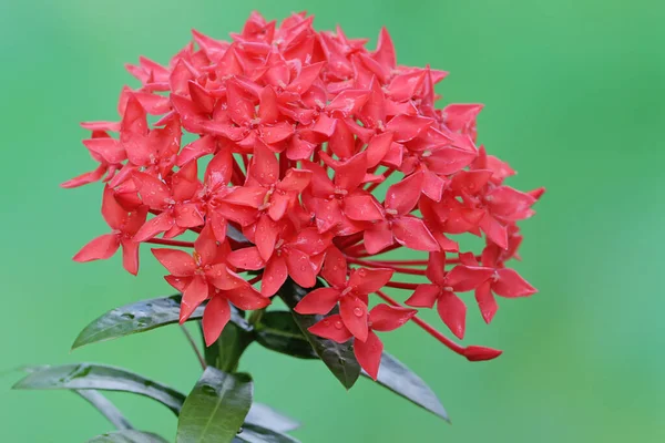 Beauty Chinese Ixora Flower Full Bloom Plant Has Scientific Name — Stock Photo, Image