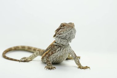 Sakallı bir ejderha (Pogona sp) saldırgan davranışlar sergiliyor.