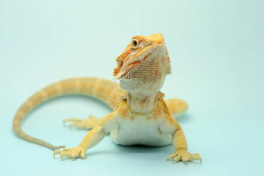 Sakallı bir ejderha (Pogona sp) saldırgan davranışlar sergiliyor.