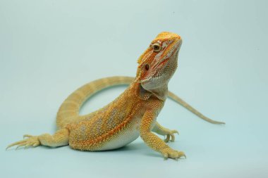 Sakallı bir ejderha (Pogona sp) saldırgan davranışlar sergiliyor.