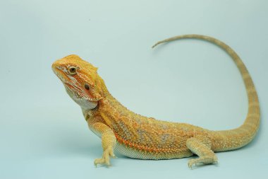 Sakallı bir ejderha (Pogona sp) saldırgan davranışlar sergiliyor.