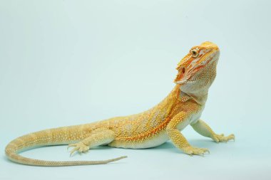 Sakallı bir ejderha (Pogona sp) saldırgan davranışlar sergiliyor.