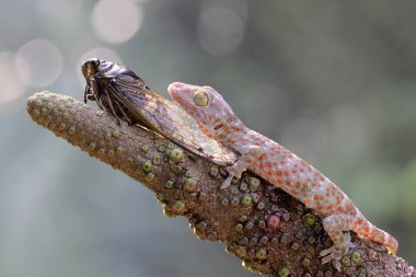 Genç bir Tokay Gecko ağustos böceğini avlıyor. Bu sürüngenin bilimsel adı Gekko gecko. 
