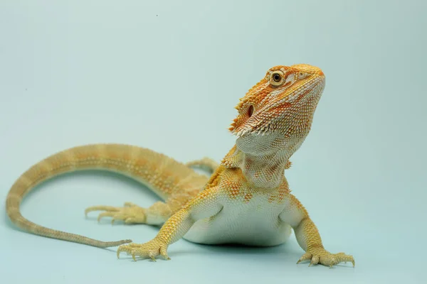 Dragão Barbudo Pogona Está Mostrando Comportamento Agressivo — Fotografia de Stock