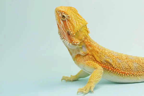 Dragão Barbudo Pogona Está Mostrando Comportamento Agressivo — Fotografia de Stock